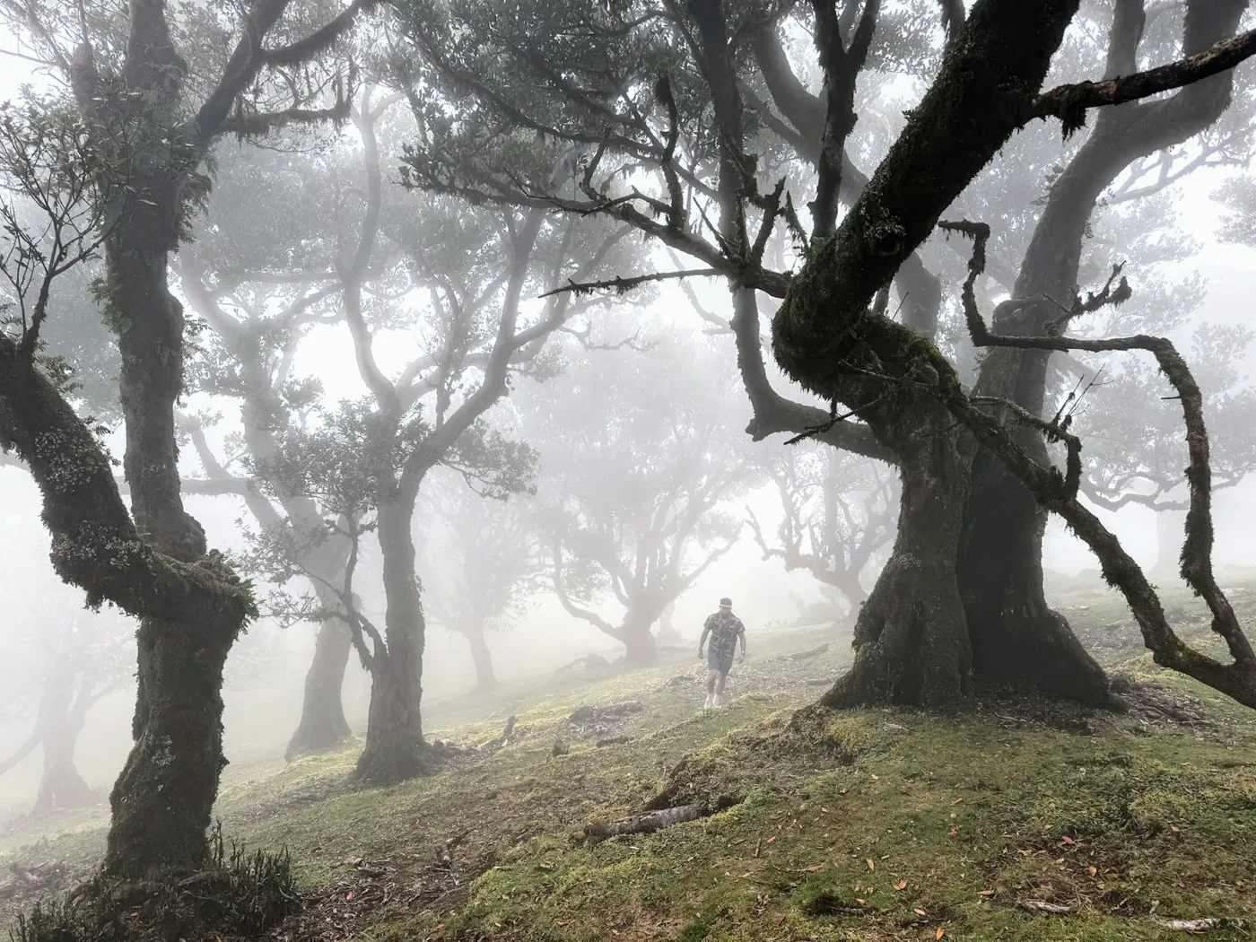 Laurel forest in the mist