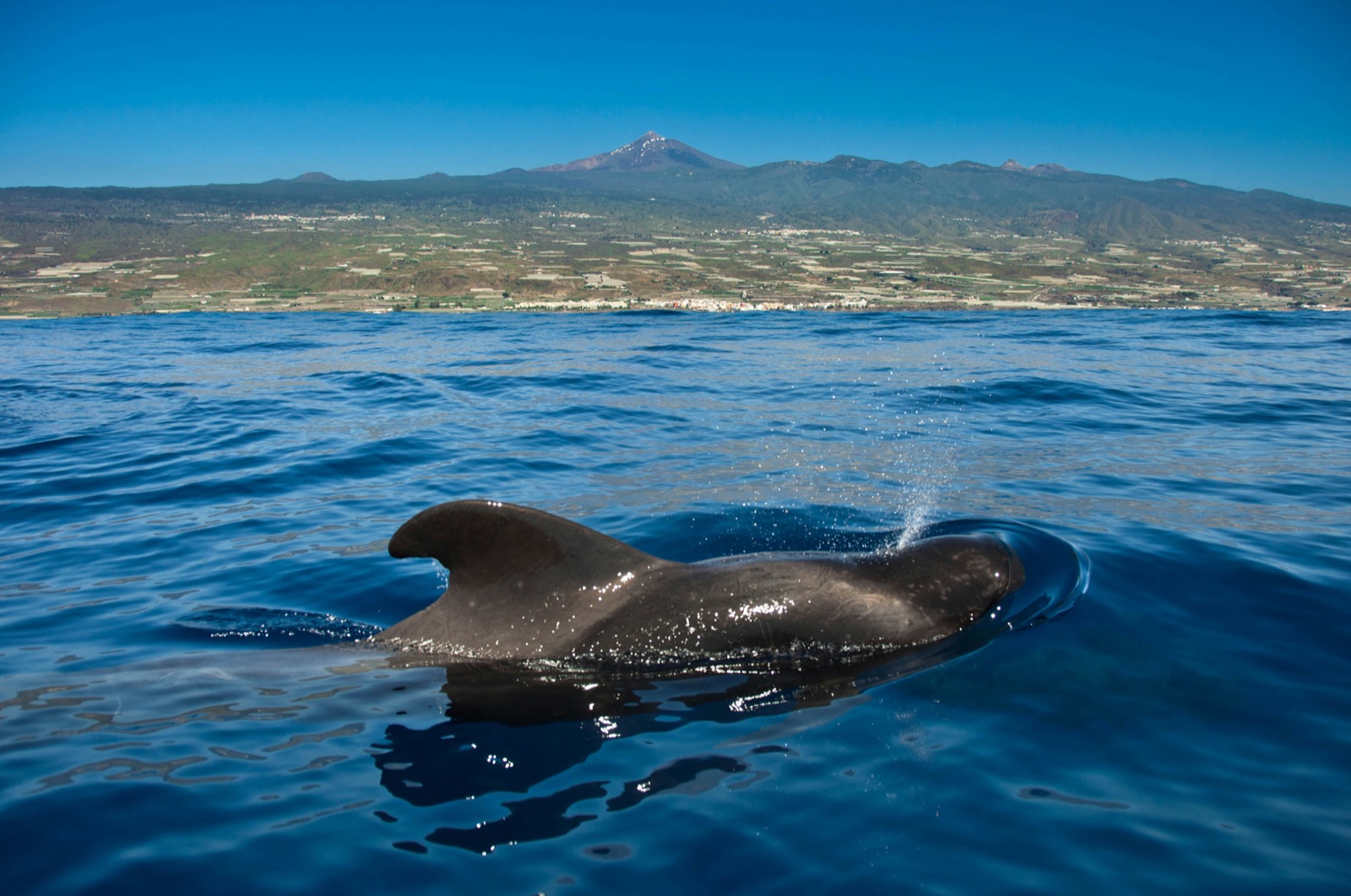 Ballena piloto saliendo a la superficie con el Teide de fondo