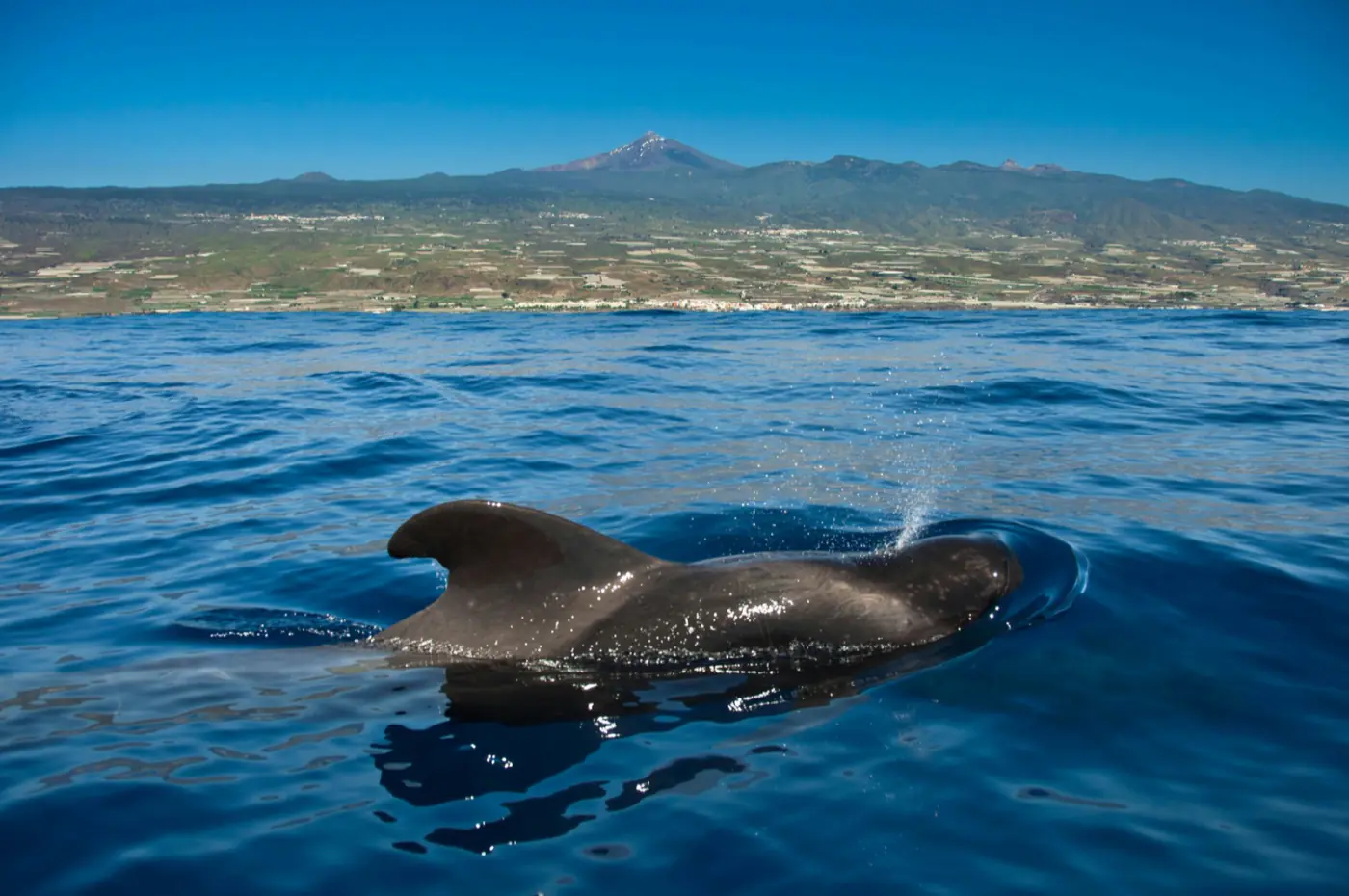 Ballena piloto saliendo a la superficie con el Teide de fondo