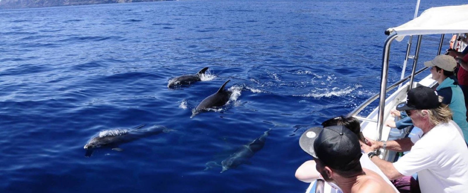 Delfines nadando junto al barco con pasajeros observando