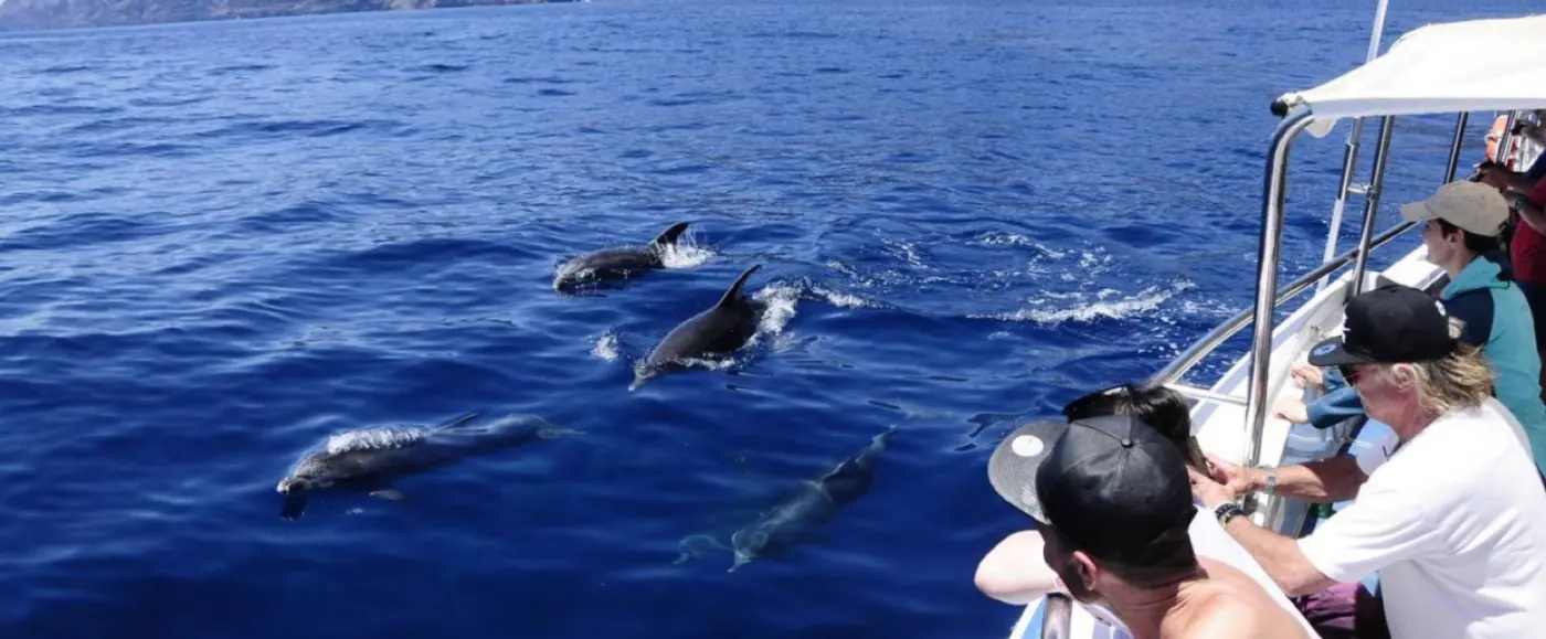 Delfines nadando junto al barco con pasajeros observando