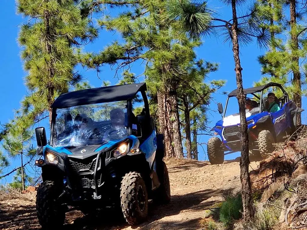Buggies subiendo por pista de pinar en la zona del Teide