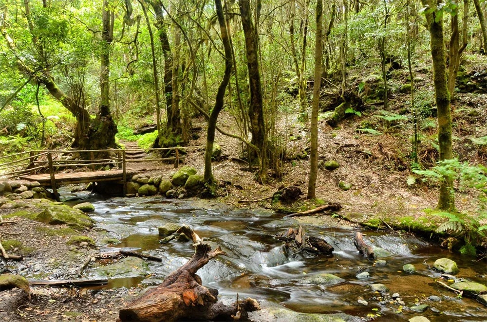 Bosque de laurisilva en el Parque Nacional de Garajonay, La Gomera