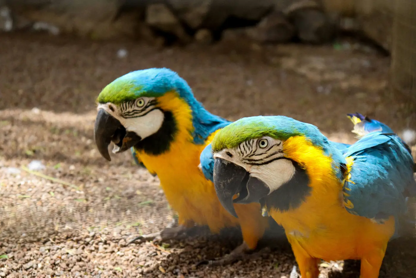 Guacamayos en Loro Parque, Tenerife