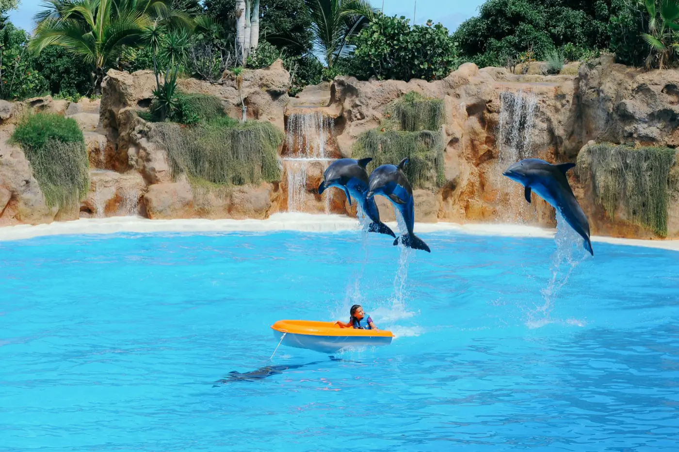 Show de delfines en Loro Parque