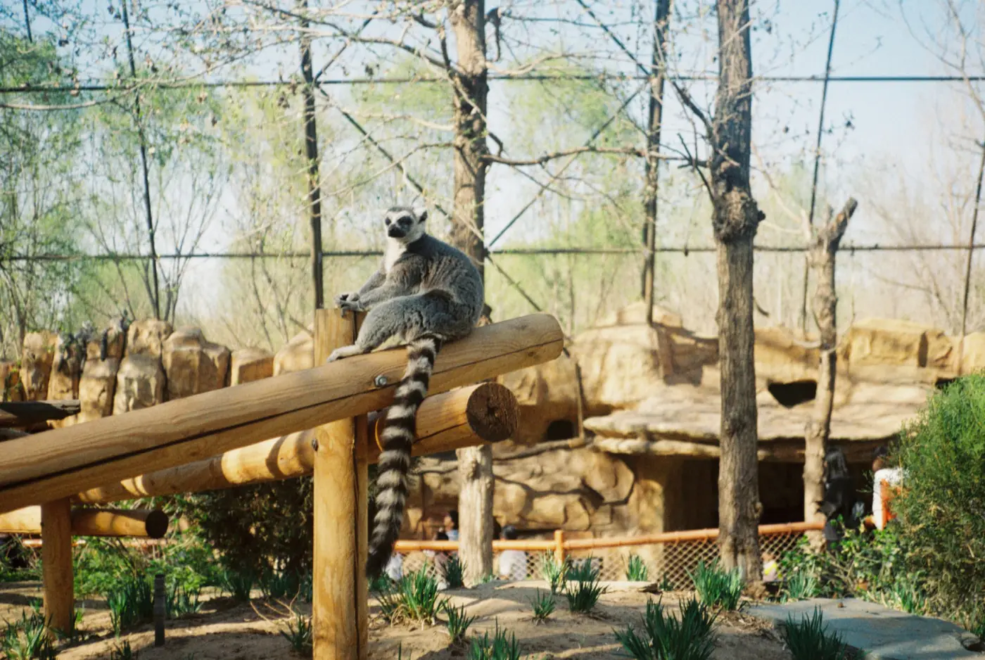 Lémur en Loro Parque, Tenerife