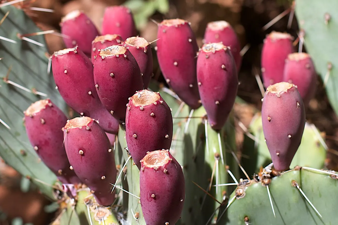 Ripe red prickly pears on the pads of a cactus