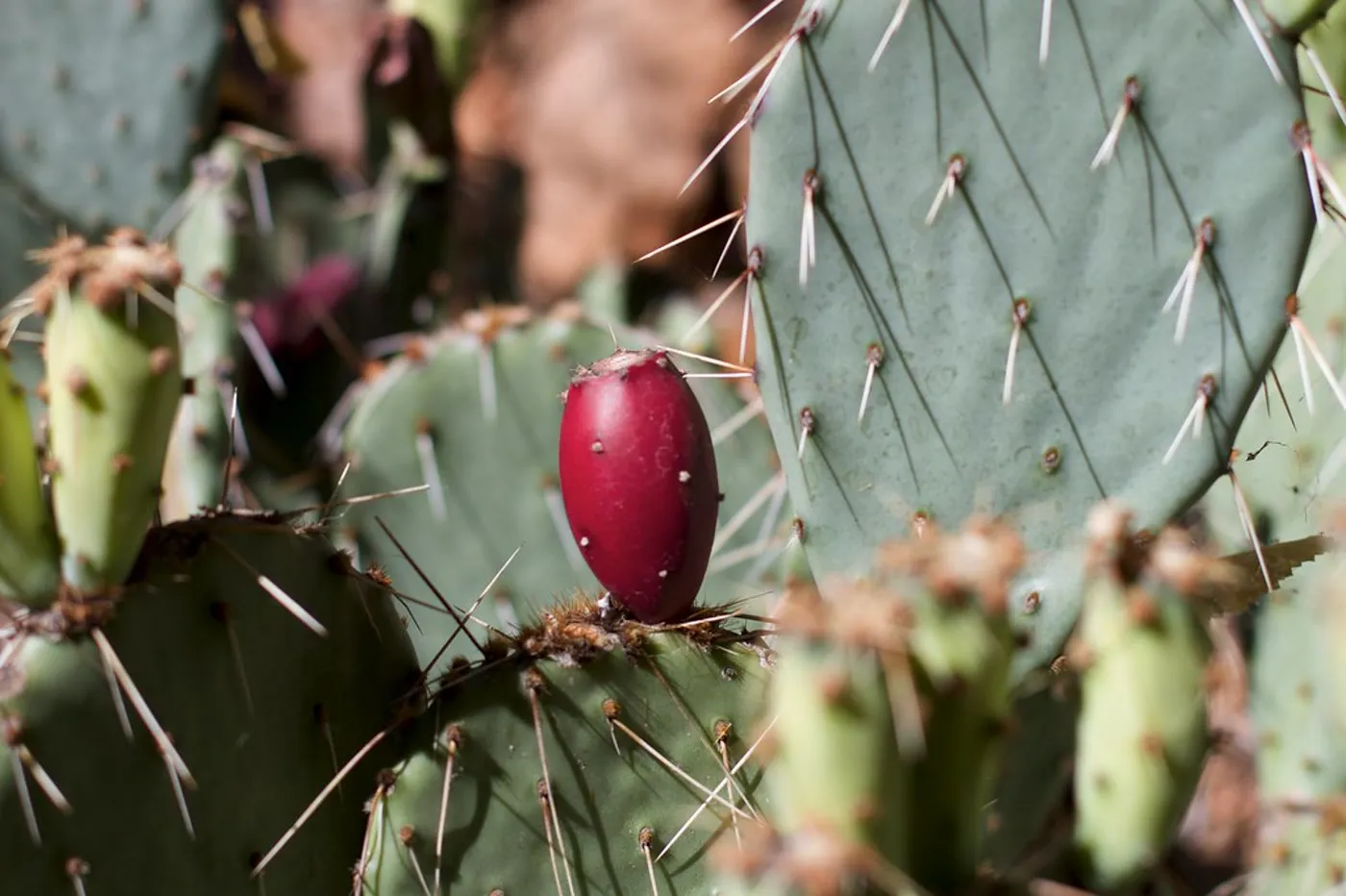 A red prickly pear among the spiny cactus pads