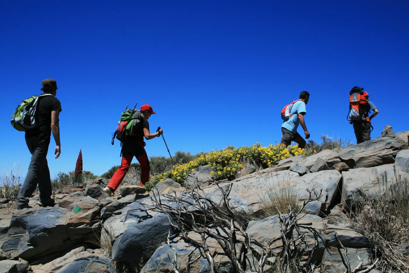 Grupo de senderistas subiendo entre retamas en el Parque Nacional del Teide